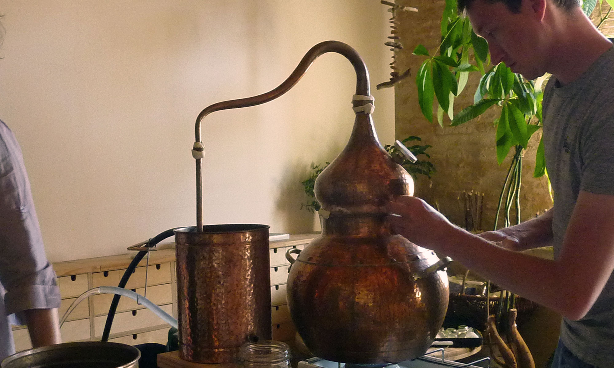 Atelier pour apprendre à cueillir et distiller, les Ateliers en Herbe.