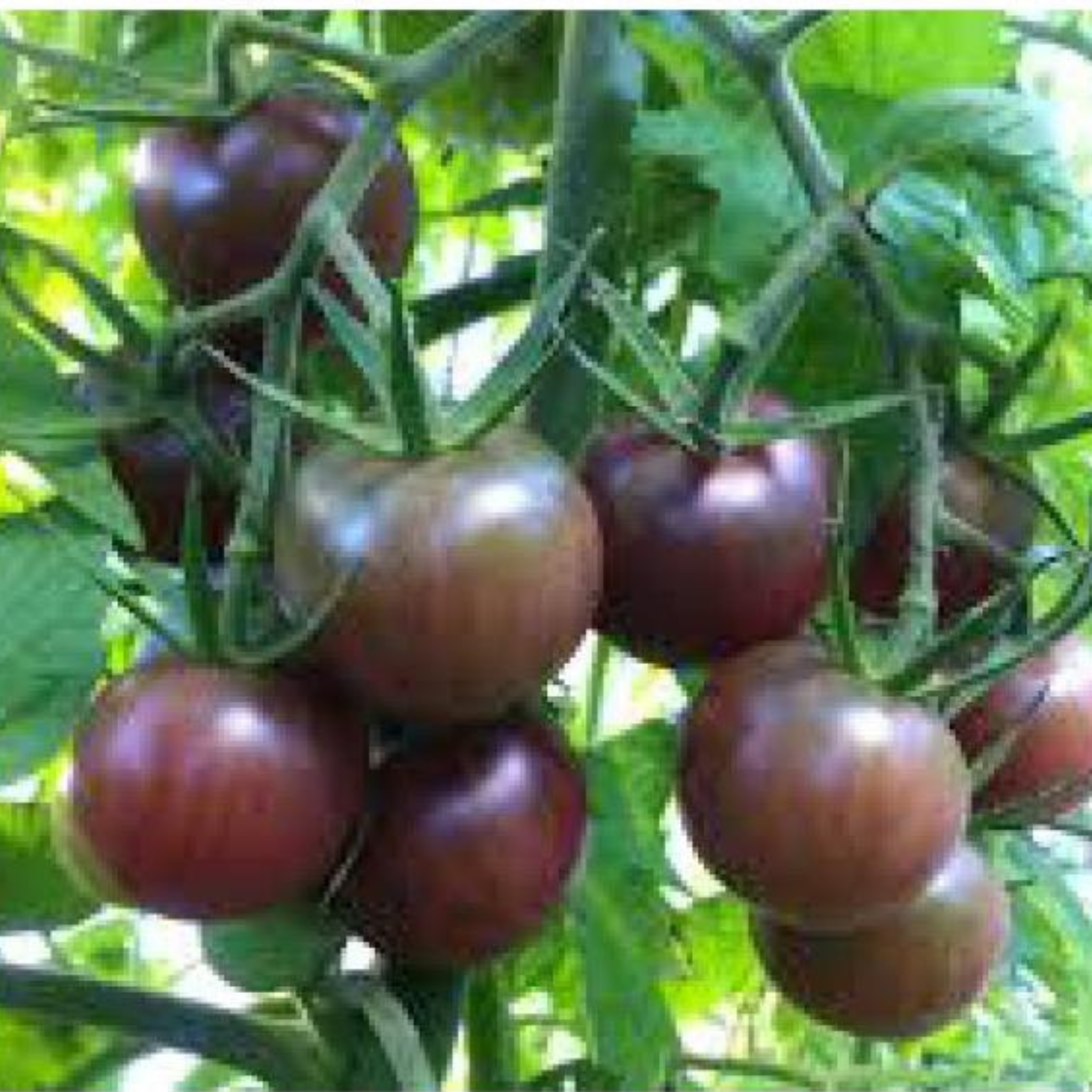Tomates cerise Black Cherry aux Jardins de Baugnac