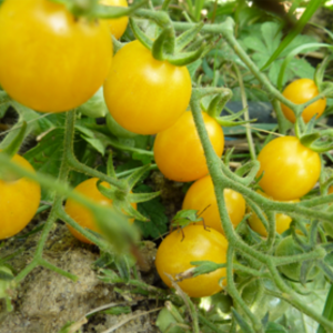 Tomates Reine d'Or aux Jardins de Baugnac