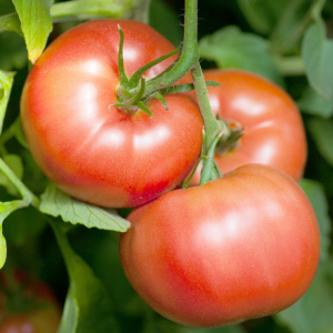 Tomates Reine des Hâtives aux Jardins de Baugnac