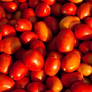 Tomates Toma aux Jardins de Baugnac