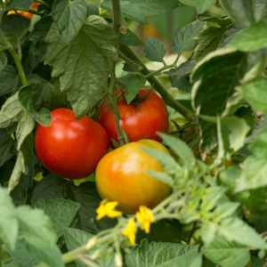 Tomates Saint-Pierre aux Jardins de Baugnac