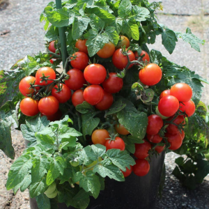Tomates cerise Tiny Tim aux Jardins de Baugnac