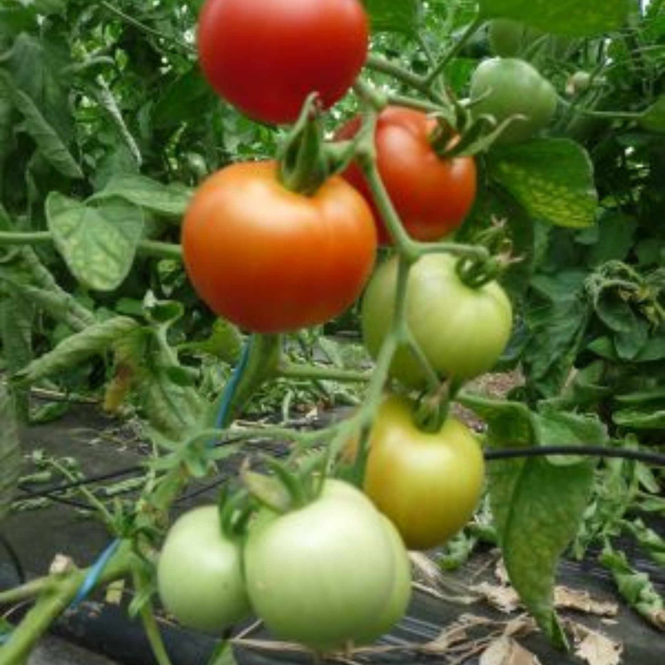 Tomate grappe Matina aux Jardins de Baugnac
