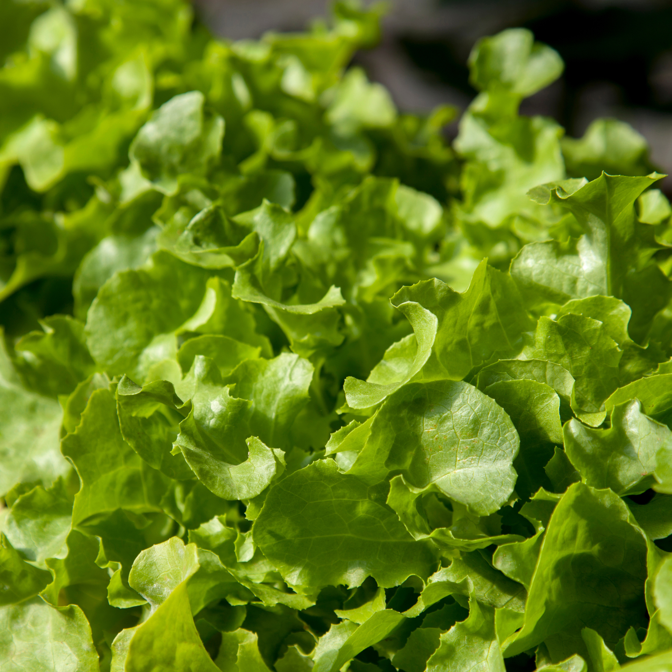 Laitue à couper Salad Bowl Verte aux Jardins de Baugnac