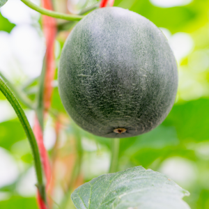 Melon Petit Gris de Rennes aux Jardins de Baugnac