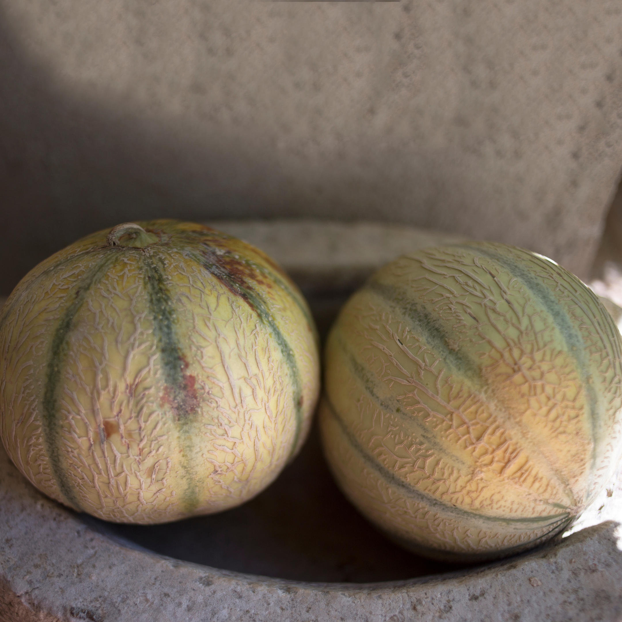 Melon charentais précoce du Roc Vedrantais aux Jardins de Baugnac