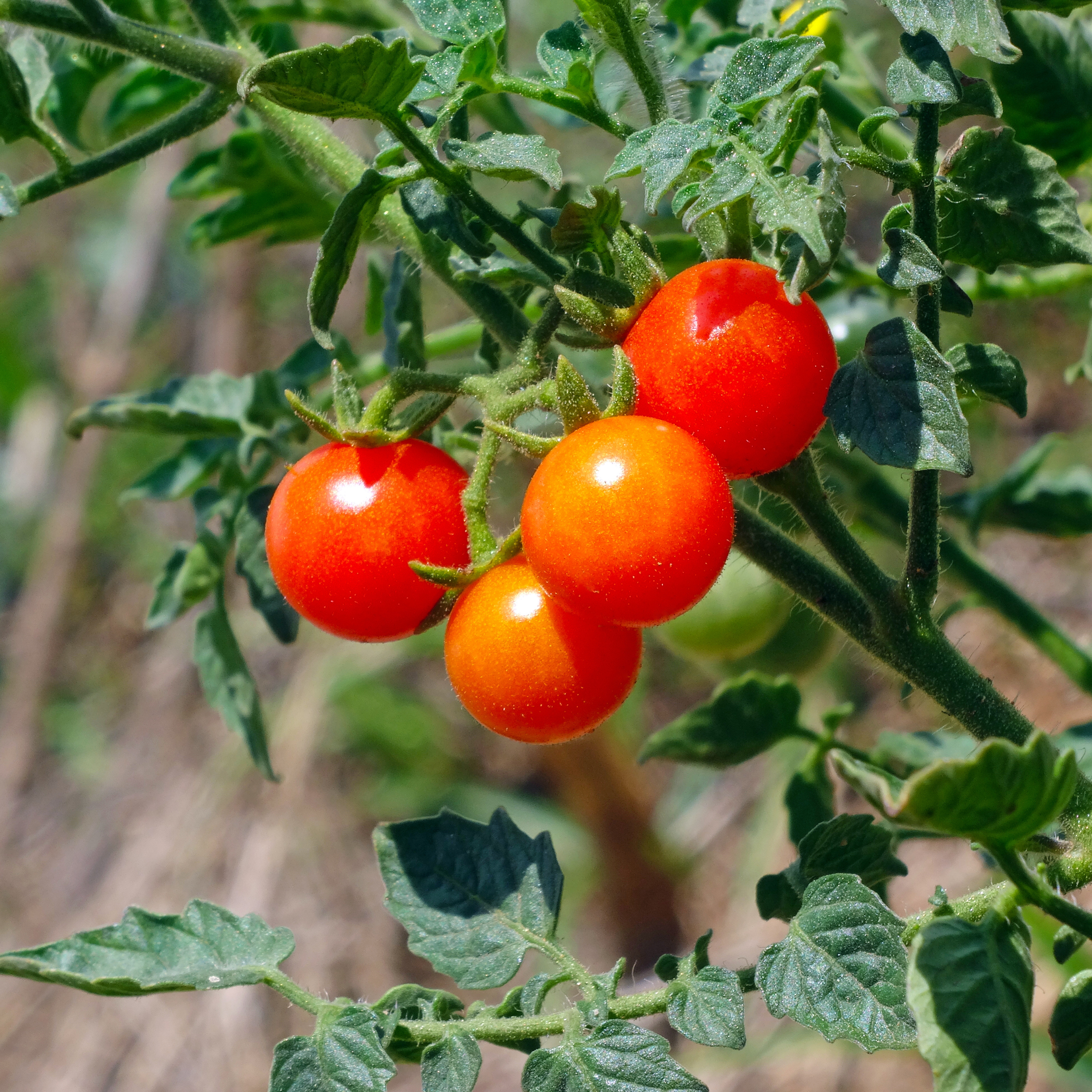 Cueillette de la tomate Cerisette Brin de Muguet aux Jardins de Baugnac