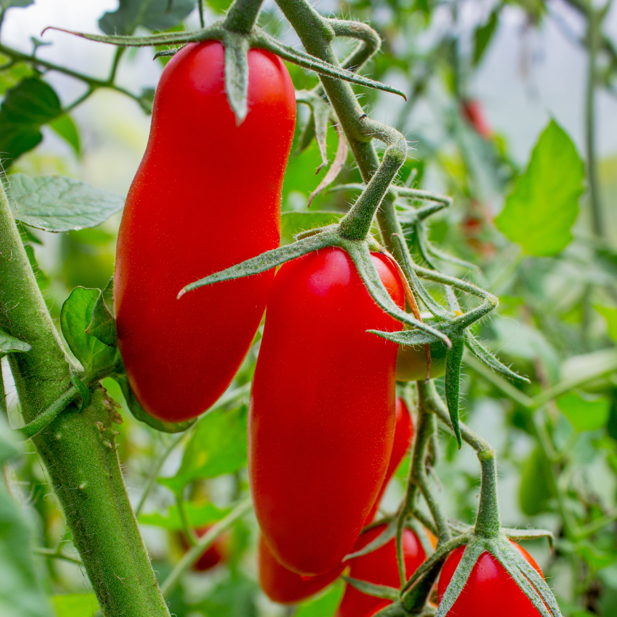 Cueillette de la tomate Cornue des Andes aux Jardins de Baugnac