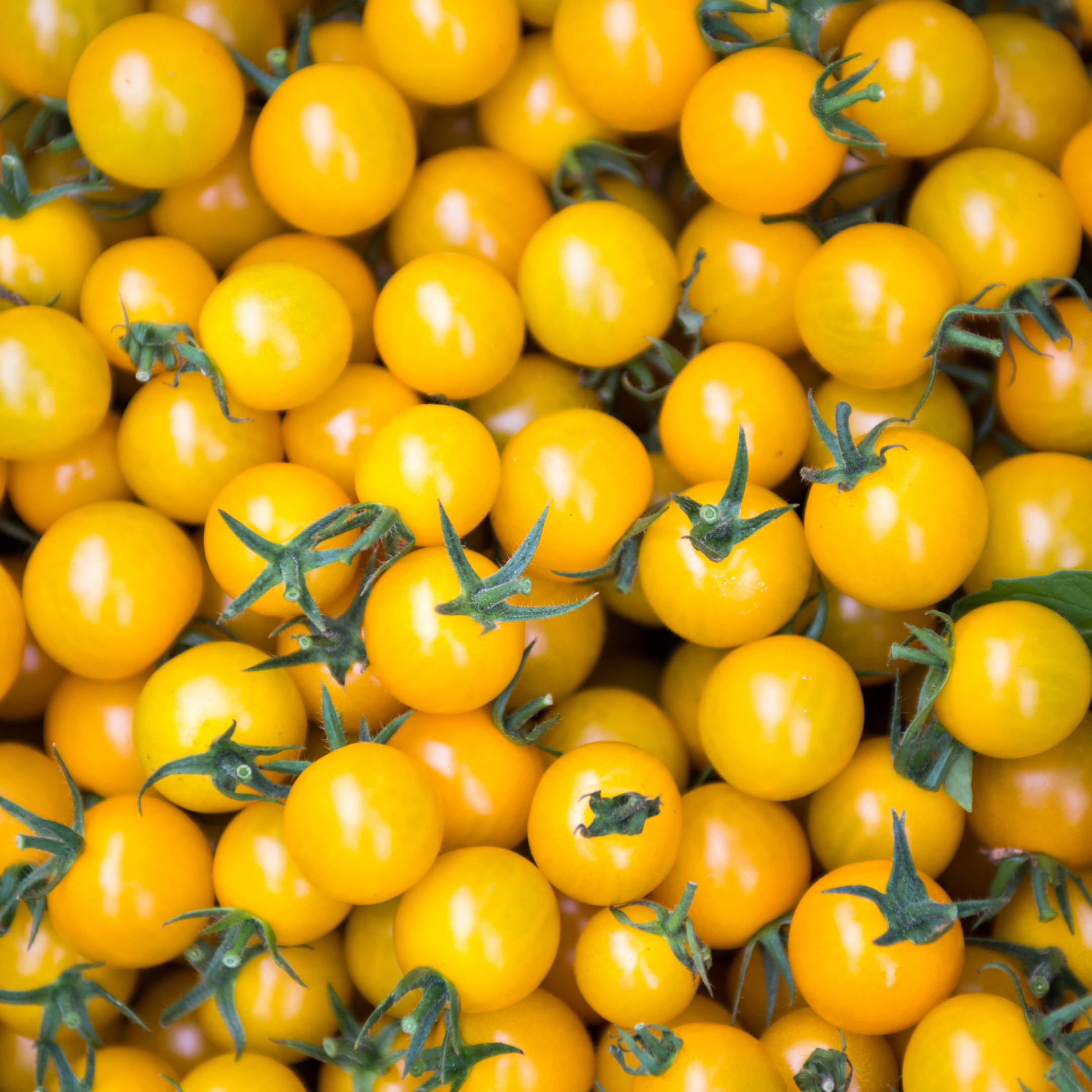 Cueillette de la tomate Gold Nugget aux Jardins de Baugnac