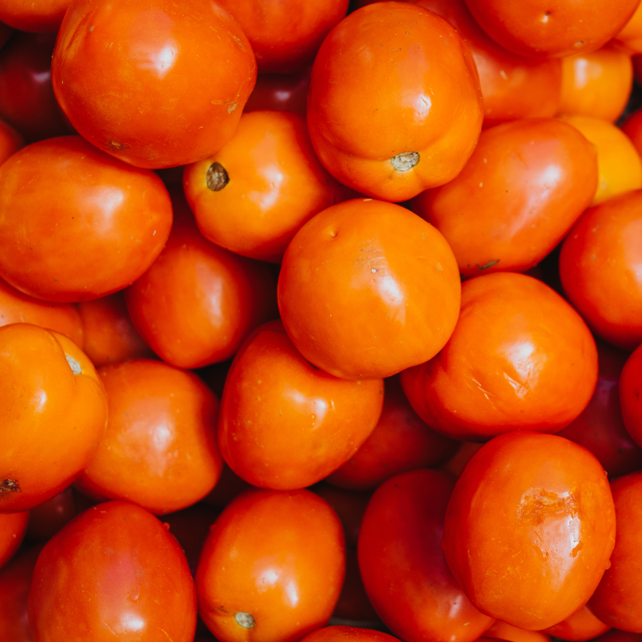 Cueillette le la tomate Orange Queen aux Jardins de Baugnac