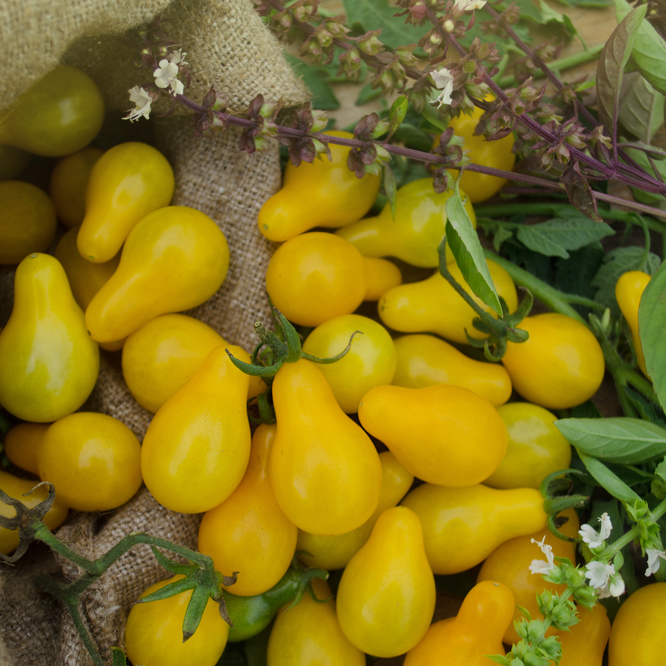 Cueillette de la tomate Poire Jaune aux Jardins de Baugnac