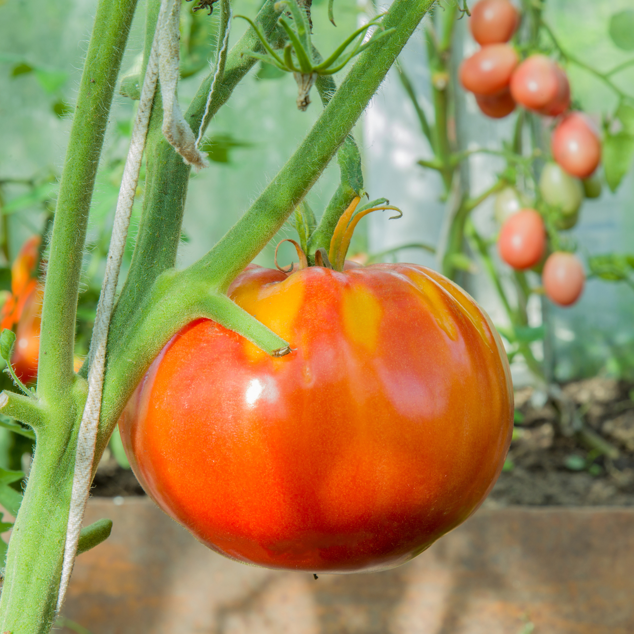 Cueillette de la tomate Tigrella Bicolore